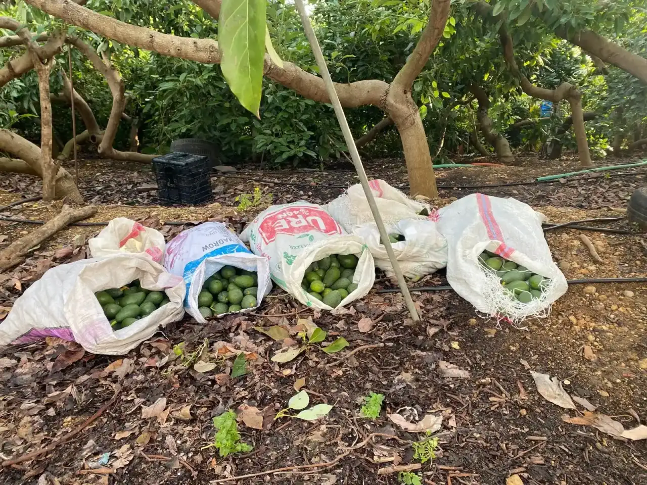 alanyada-500-bin-tllik-vurgun-jandarmaya-takildi