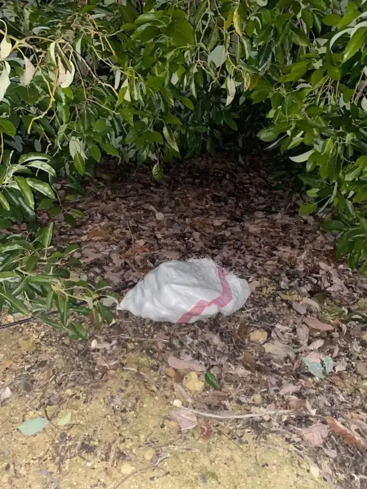 yarim-milyonluk-avokadoyu-calmak-istediler-yakalanan-suphelilere-adli-kontrol