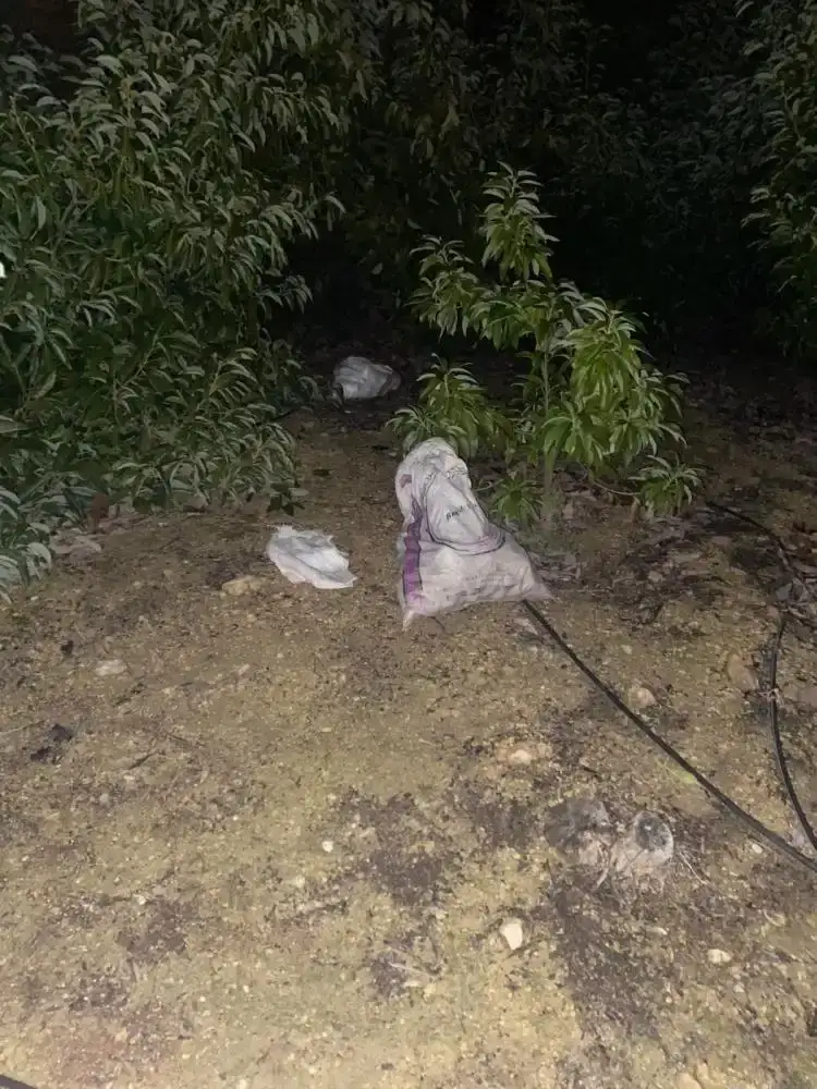 yarim-milyonluk-avokadoyu-calmak-istediler-yakalanan-suphelilere-adli-kontrol