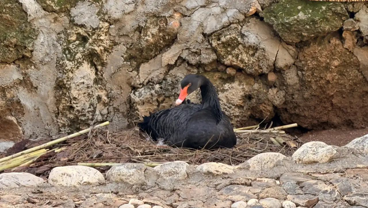 antalyada-sadik-kugular-kis-ortasinda-yavru-bekliyor