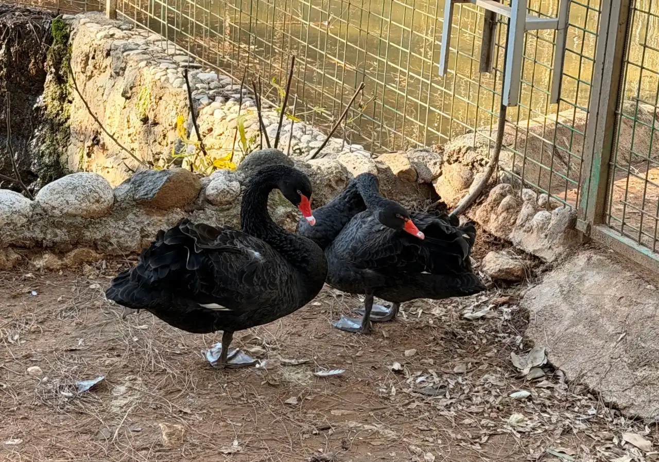 antalyada-sadik-kugular-kis-ortasinda-yavru-bekliyor