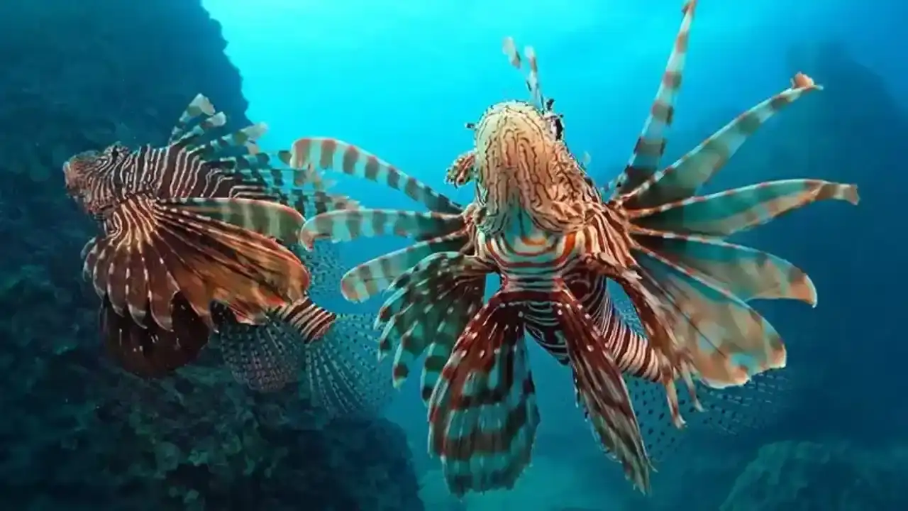 antalya-denizinde-ekolojik-kirilma-tarihi-rekor