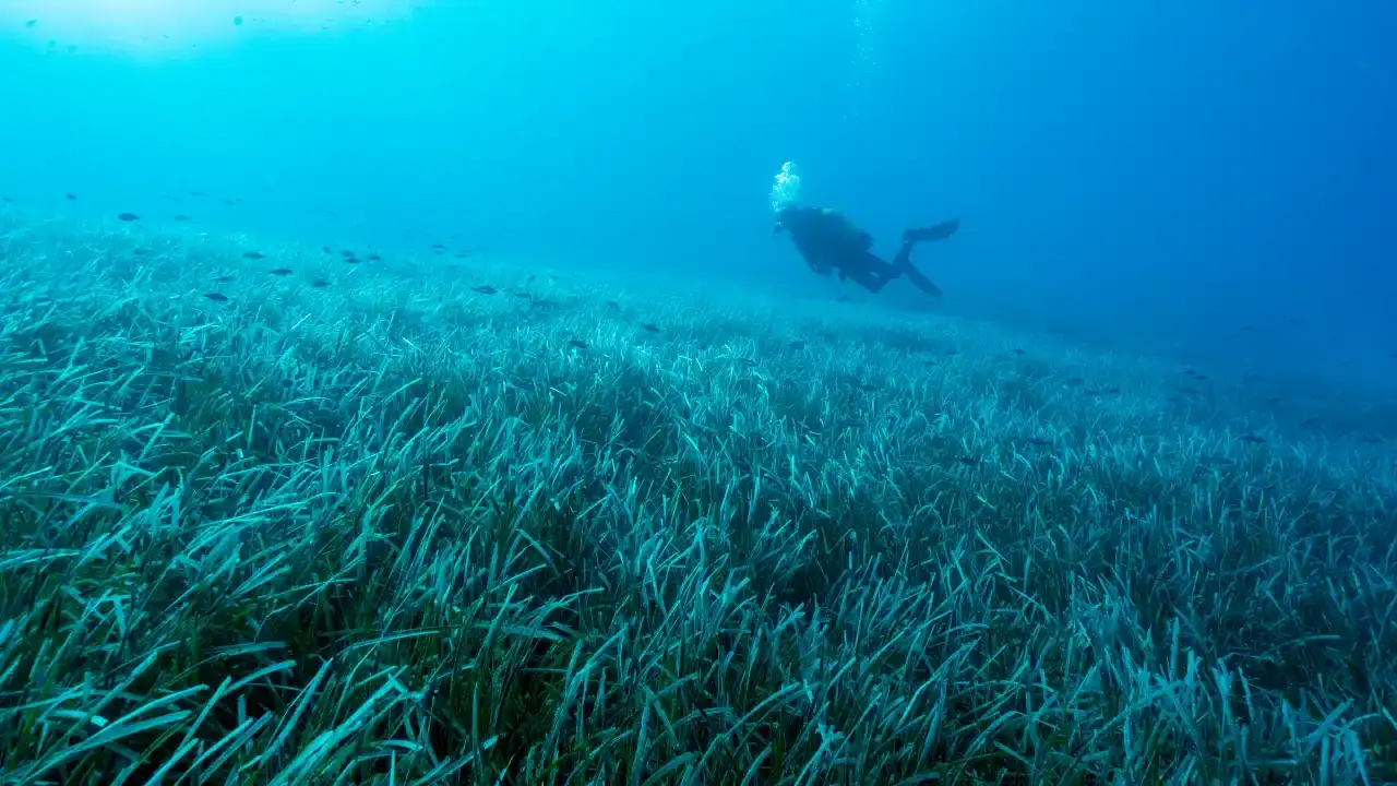 antalya-denizinde-ekolojik-kirilma-tarihi-rekor