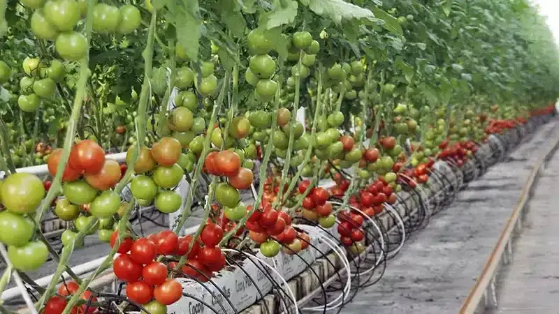 antalya-tarimi-alarm-veriyor-milli-gelirdeki-pay-yari-yariya-dustu