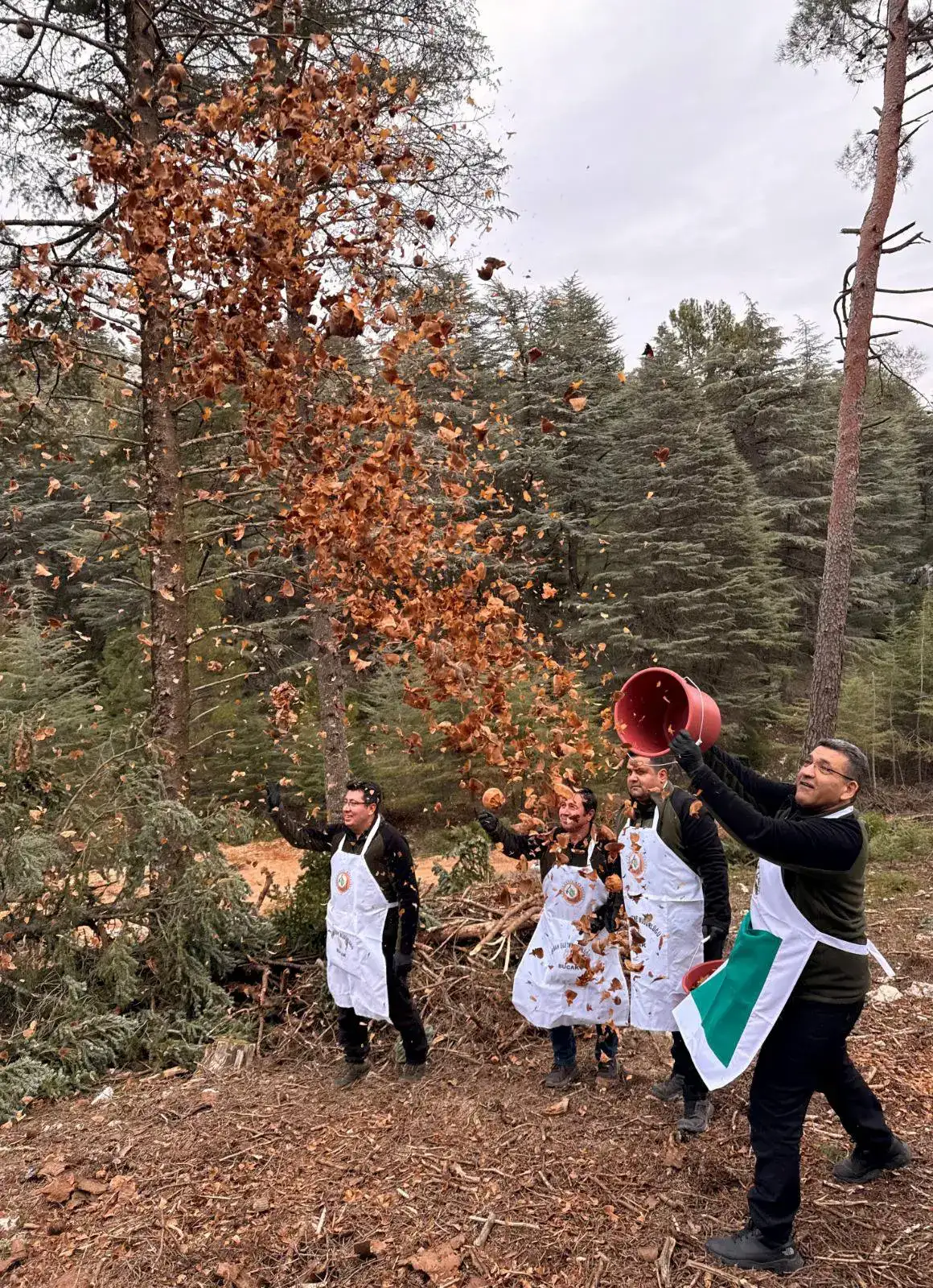 burdur-bucakta-sedir-tohumu-seferberligi