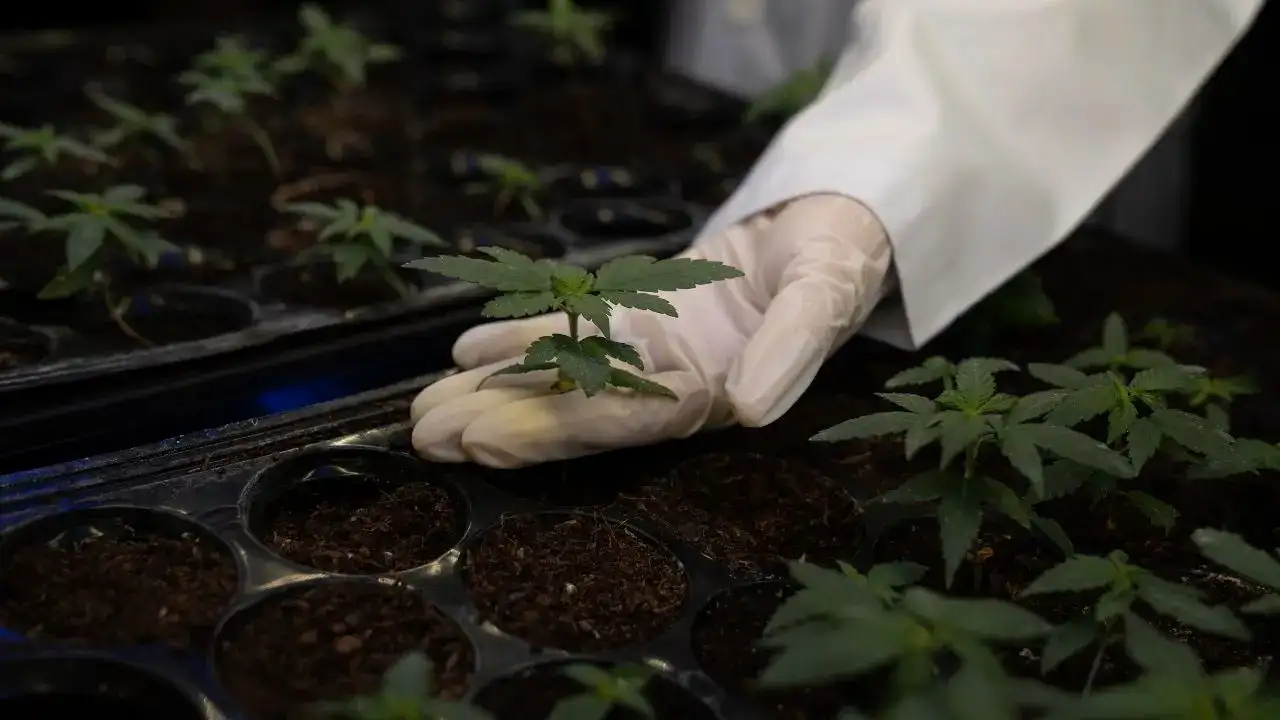 antalya-dahil-21-ilde-kenevir-yetistiriciligine-izin-cikti