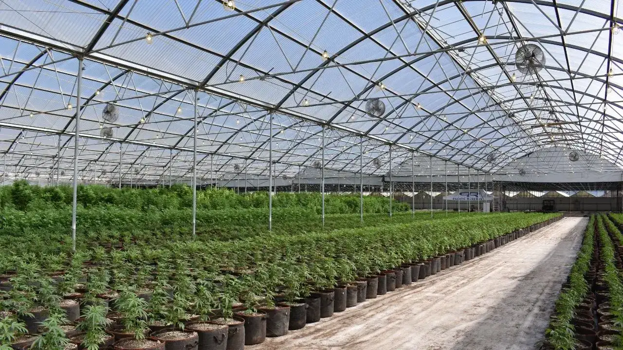 antalya-dahil-21-ilde-kenevir-yetistiriciligine-izin-cikti