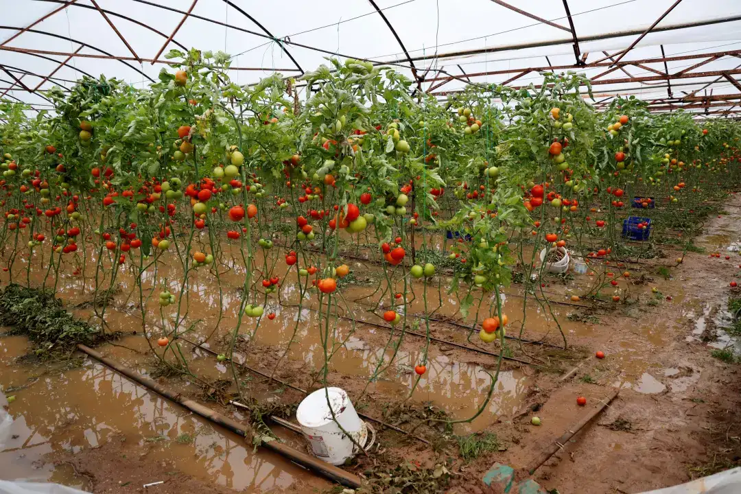 antalyada-hortum-ve-saganak-tarimi-vurdu