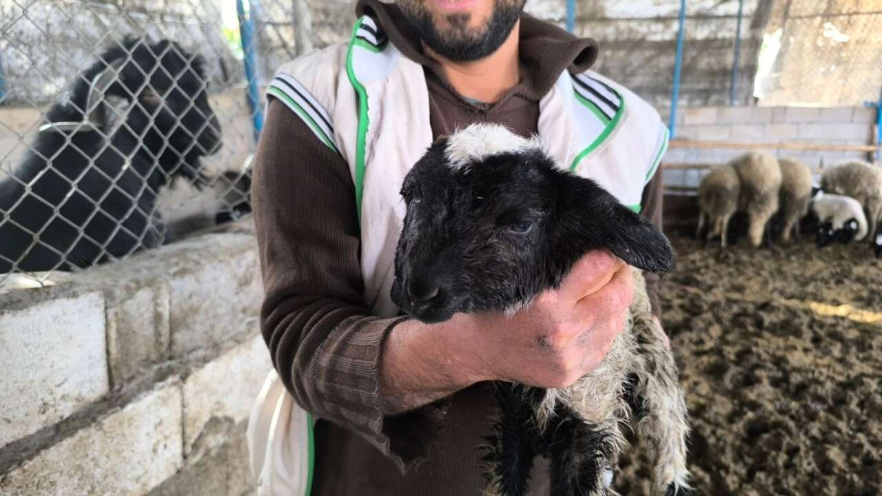 hatayda-herkesi-sasirtan-dogum-cift-basli-kuzu-yasama-tutundu