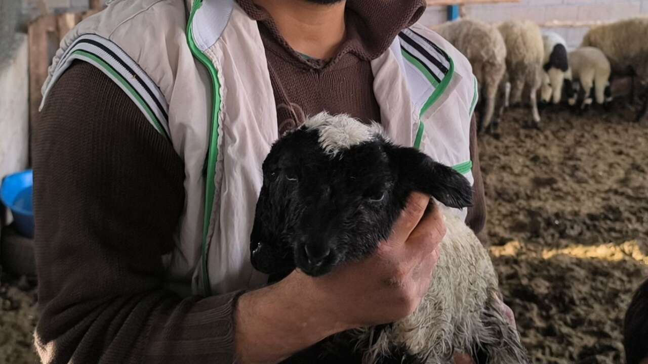 hatayda-herkesi-sasirtan-dogum-cift-basli-kuzu-yasama-tutundu