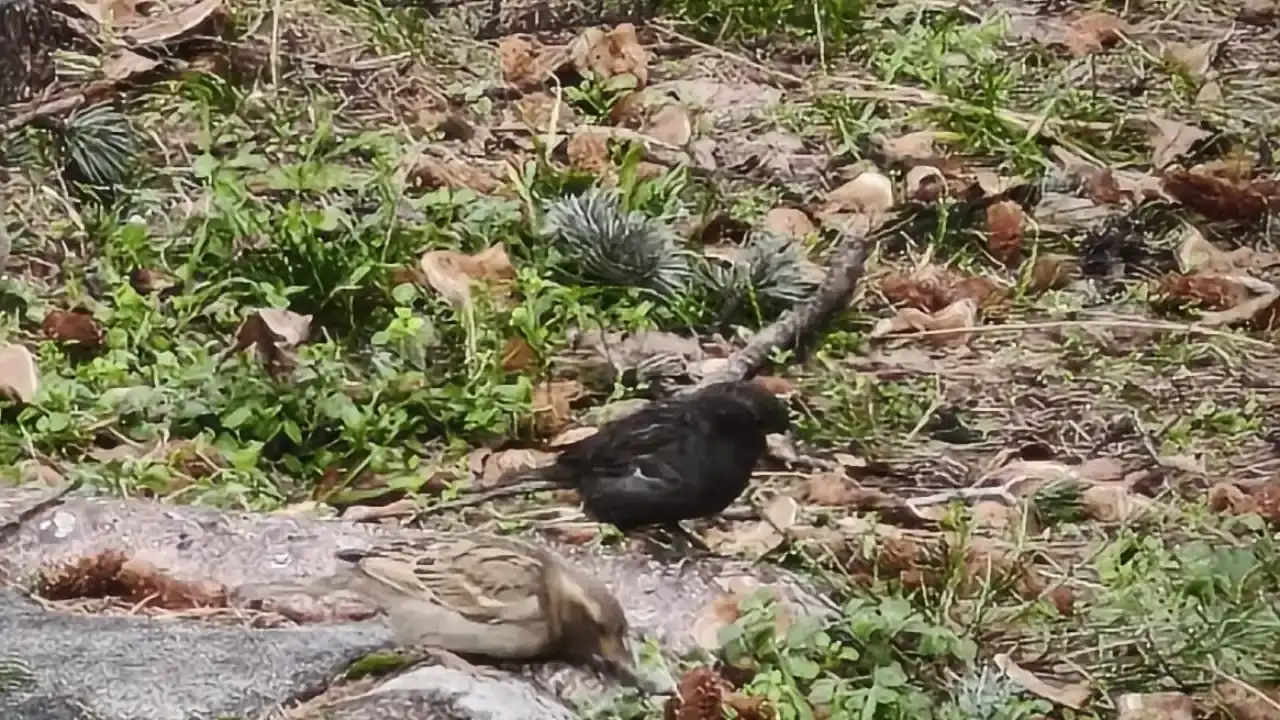 serce-surusunde-siyah-melanizm-mucizesi