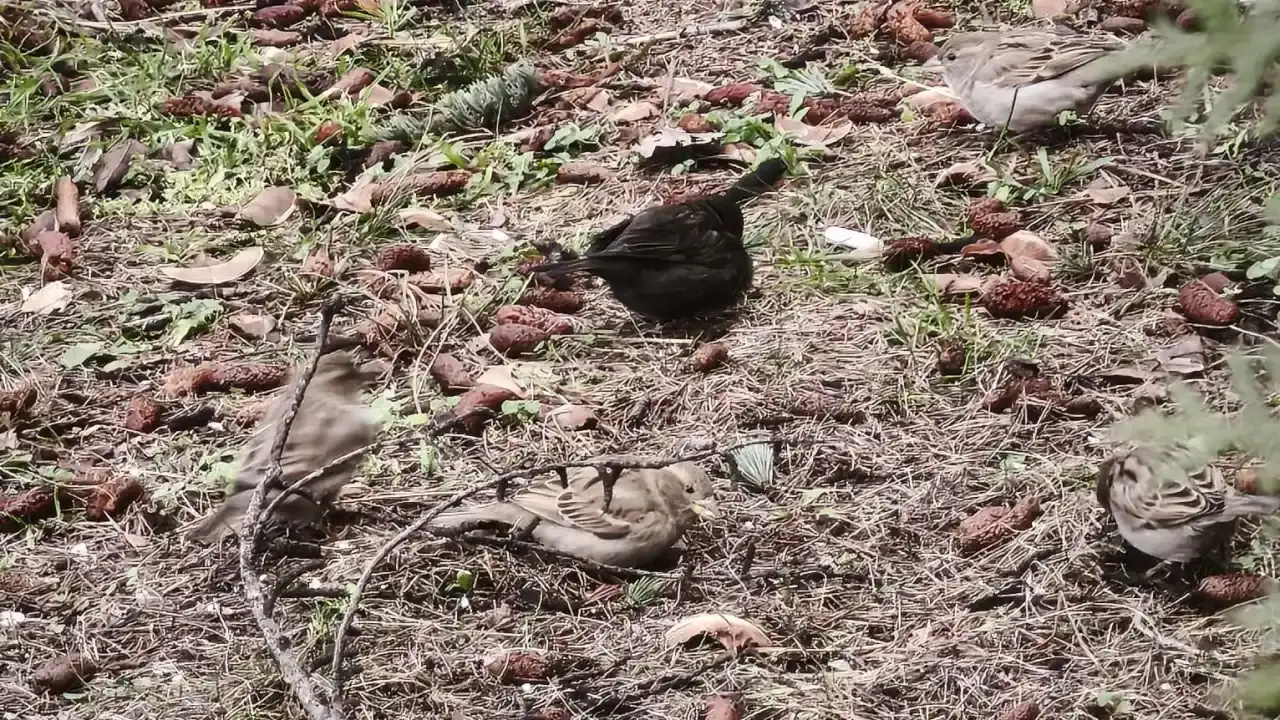 serce-surusunde-siyah-melanizm-mucizesi