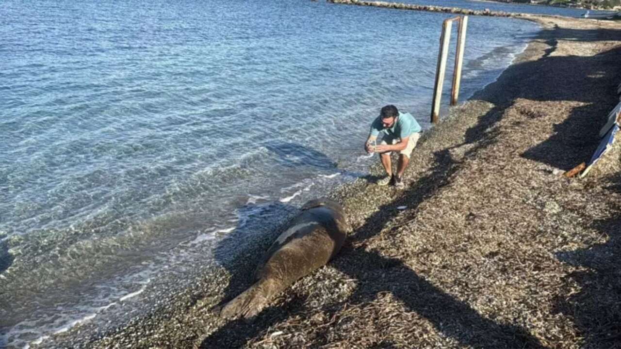 akdeniz-foku-bodrum-sahilinde-goruntulendi