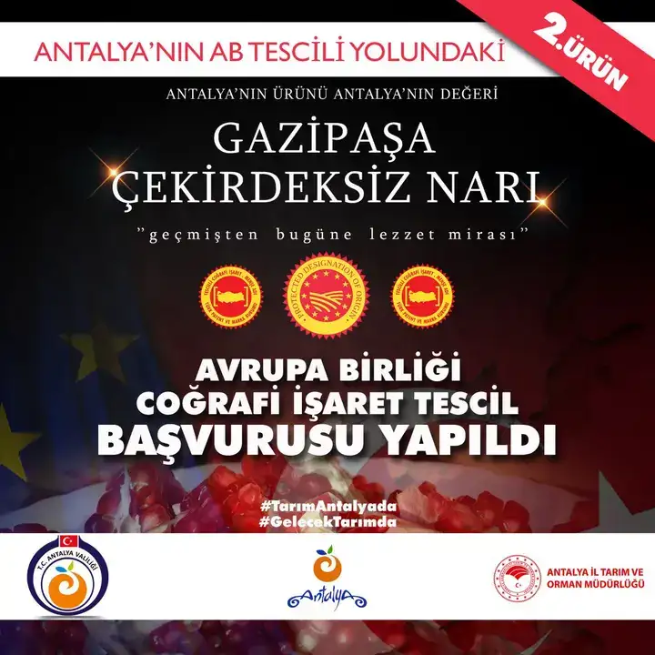 gazipasa-cekirdeksiz-nari-avrupa-birligi-yolunda-antalyadan-ikinci-basvuru-yapildi