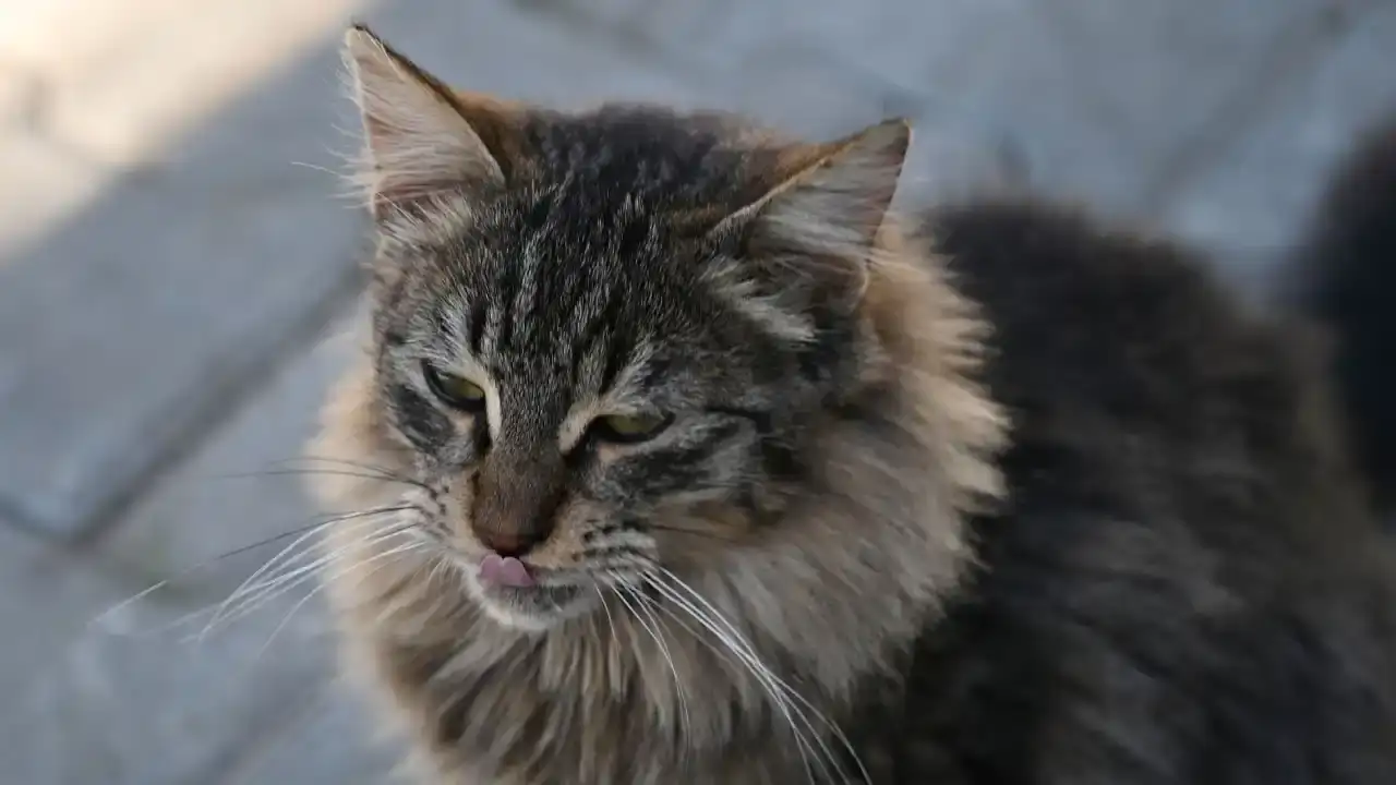 kemerde-can-dostlarina-sefkat-eli