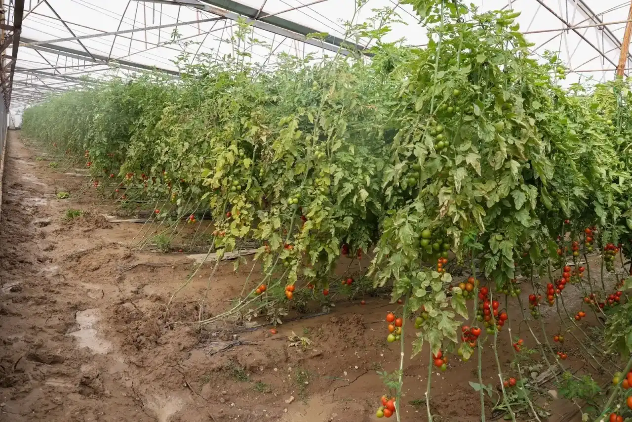 afet-aksuda-35-mahallenin-23unu-vurdu-1