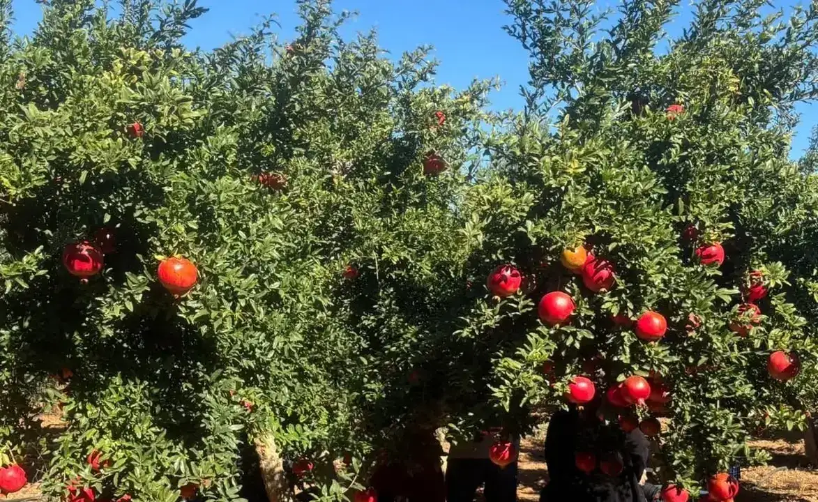 antalyanin-bereketli-dosemealti-nari-icin-basvuru-yapildi