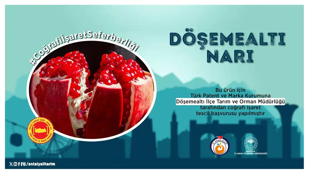 antalyanin-bereketli-dosemealti-nari-icin-basvuru-yapildi