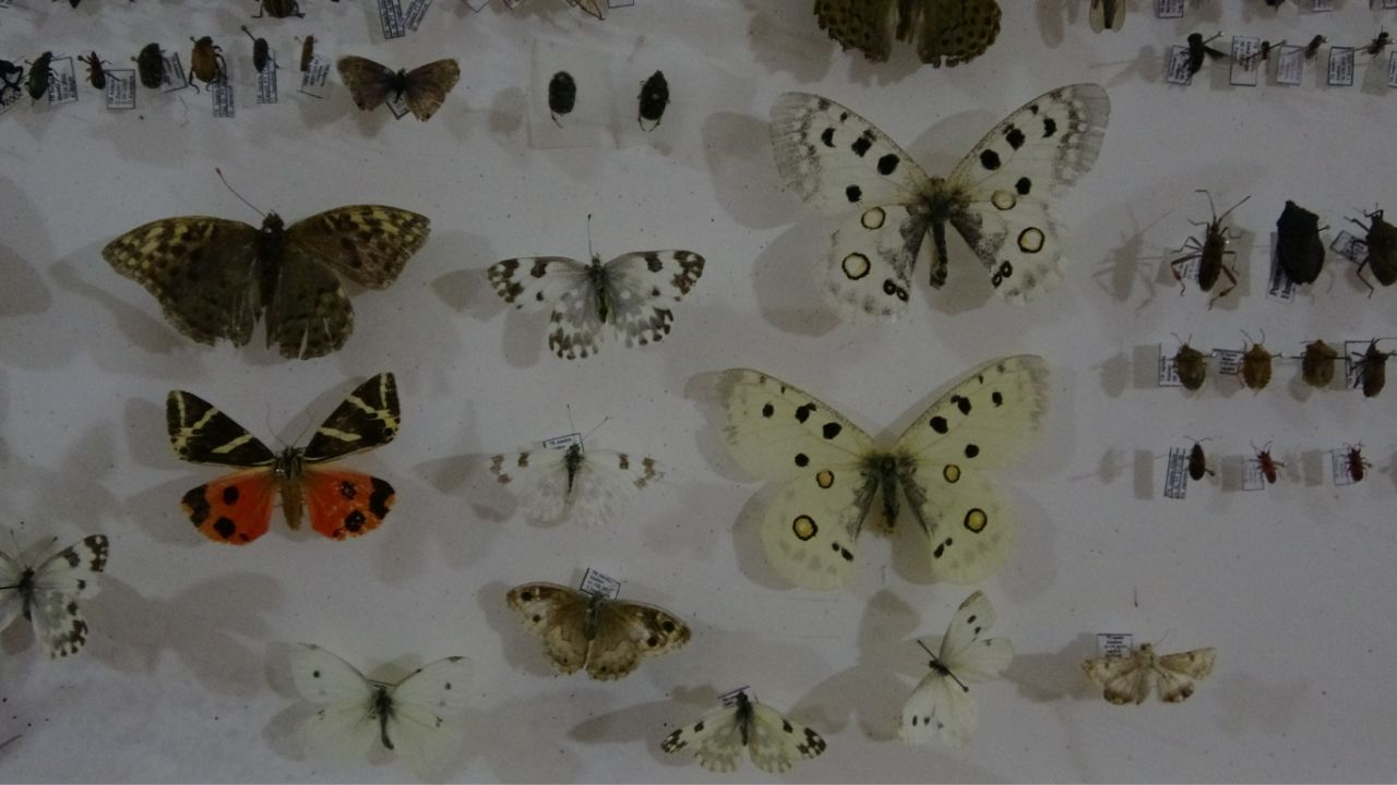 isubudeki-bocek-muzesi-30-bin-ornekle-bilime-katki-sunuyor