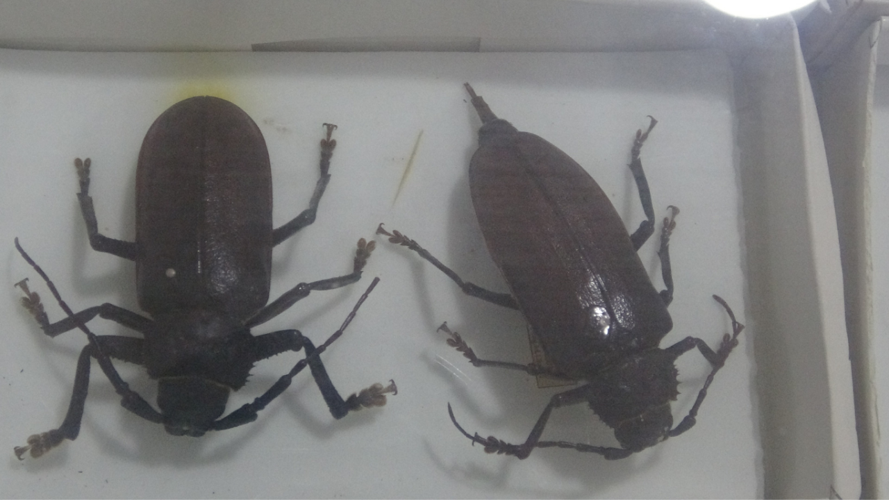 isubudeki-bocek-muzesi-30-bin-ornekle-bilime-katki-sunuyor