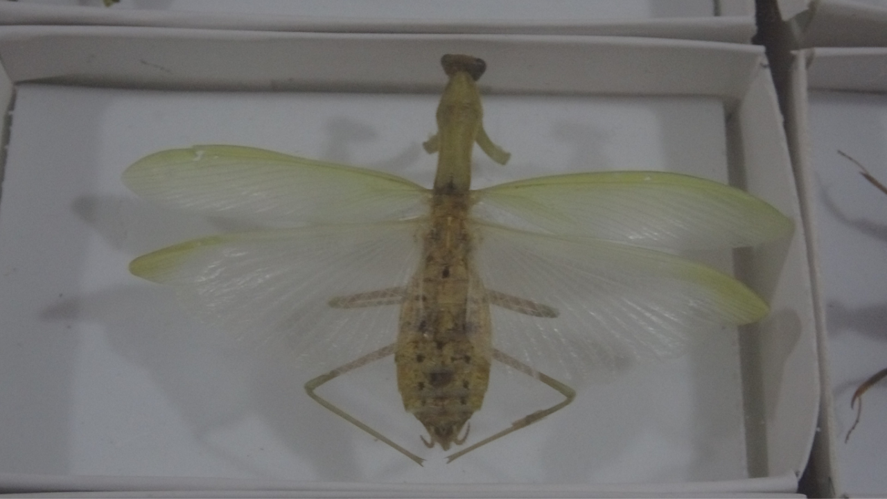 isubudeki-bocek-muzesi-30-bin-ornekle-bilime-katki-sunuyor