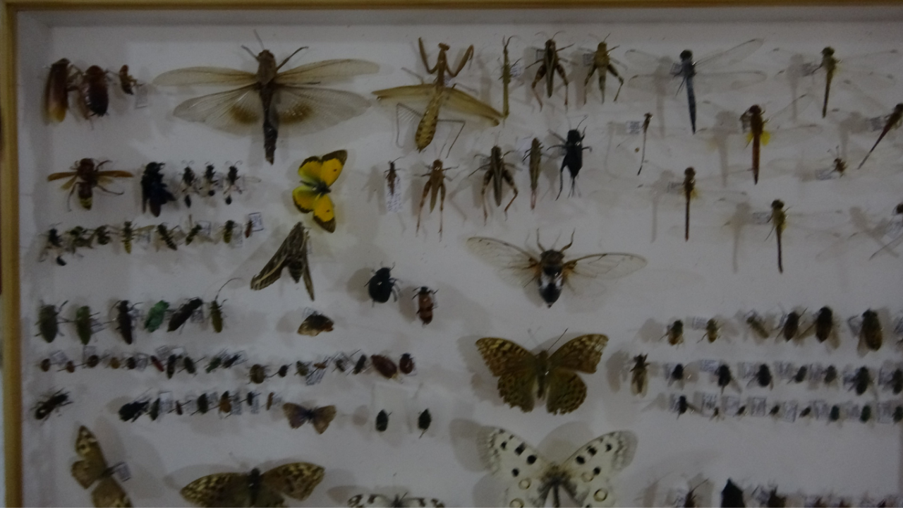 isubudeki-bocek-muzesi-30-bin-ornekle-bilime-katki-sunuyor