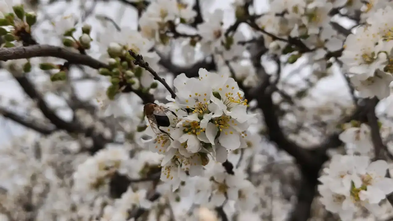 kisin-ortasinda-mersindeki-erik-agaclari-cicek-acti