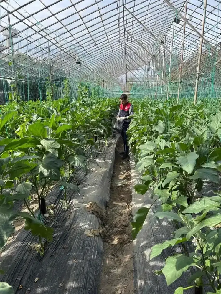 manavgatta-hasat-oncesi-pestisit-alarmi-seralarda-denetim-basladi