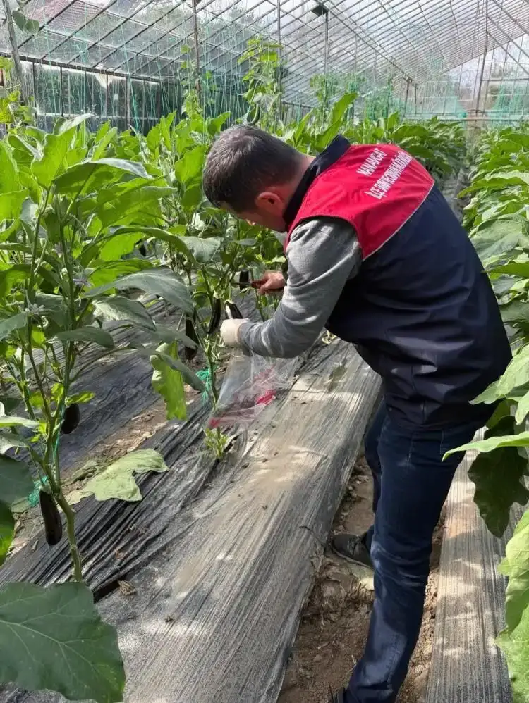 manavgatta-hasat-oncesi-pestisit-alarmi-seralarda-denetim-basladi