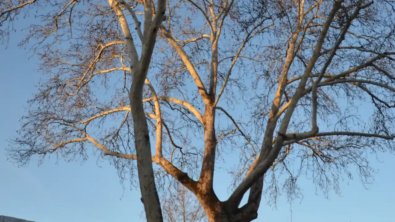 serikin-dev-cinarlari-artik-anit-agac