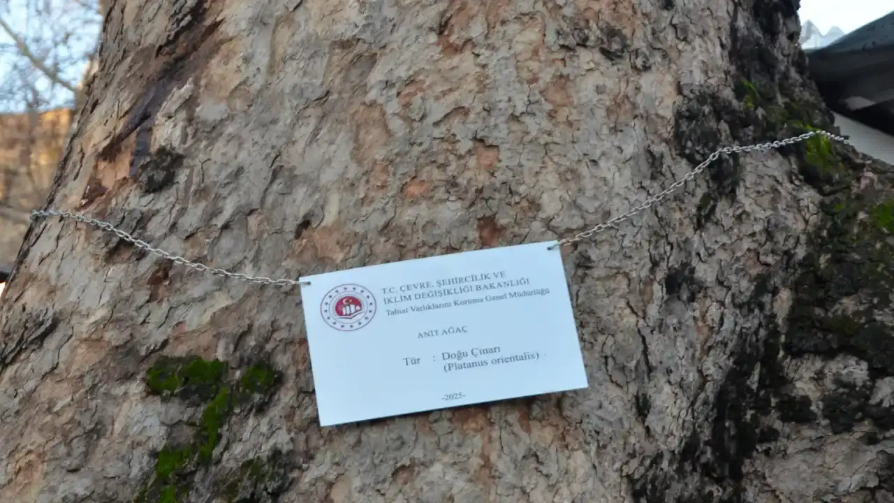 serikin-dev-cinarlari-artik-anit-agac