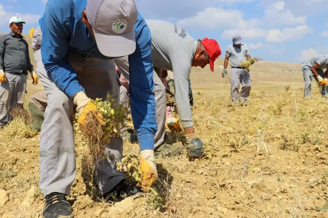 1800-rakimda-yetisiyor-gazipasa-cimbiti-nohutu-icin-kritik-hamle