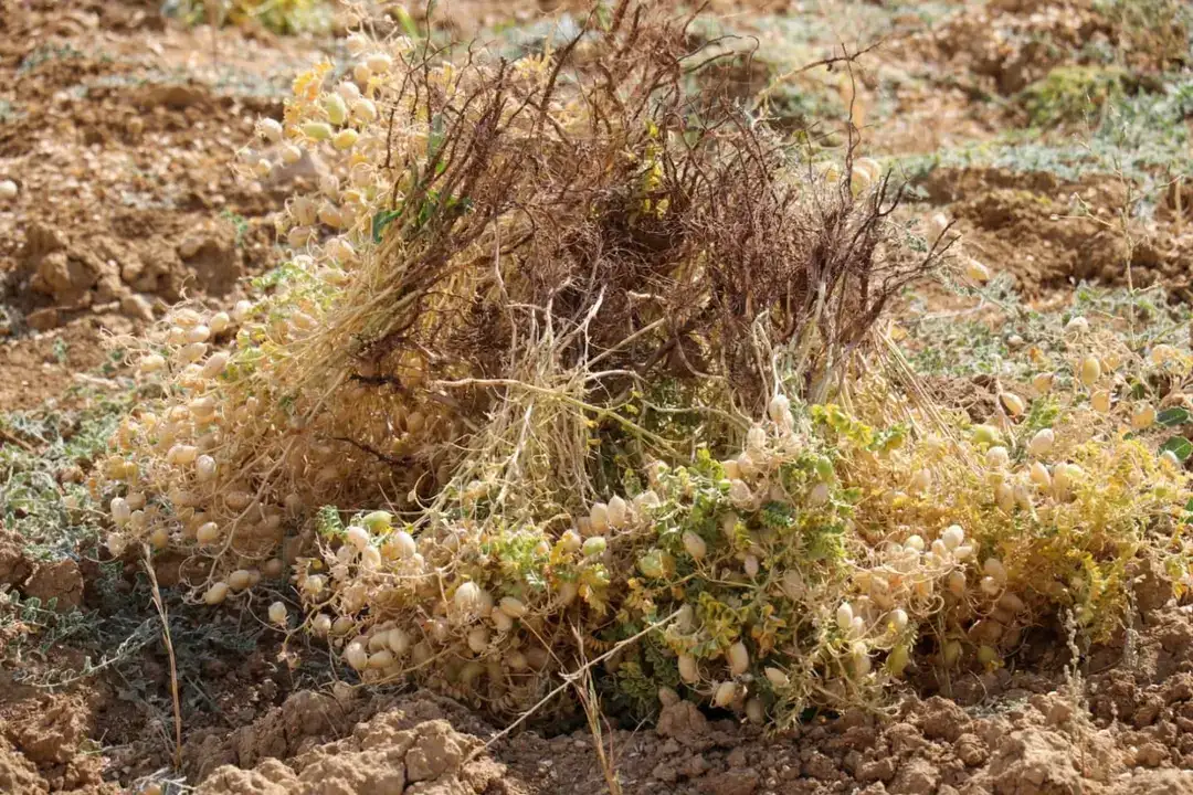 1800-rakimda-yetisiyor-gazipasa-cimbiti-nohutu-icin-kritik-hamle