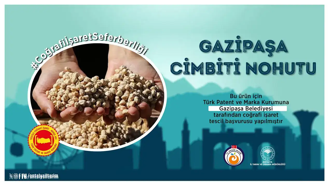 1800-rakimda-yetisiyor-gazipasa-cimbiti-nohutu-icin-kritik-hamle