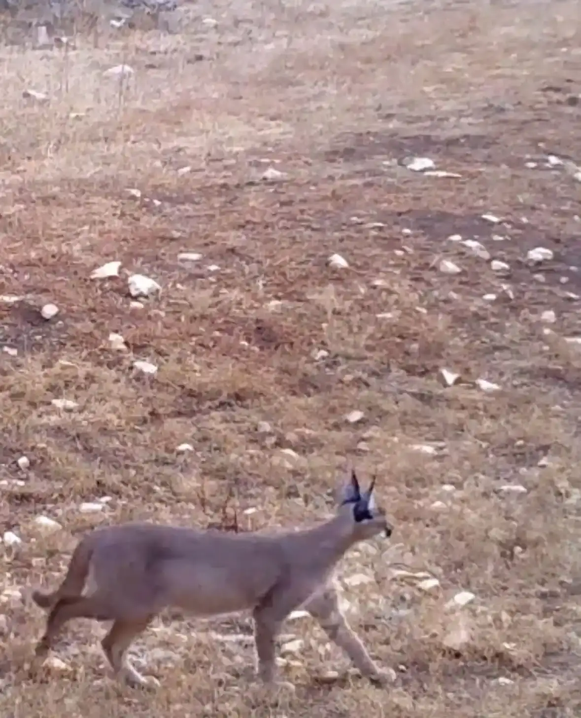 antalyanin-gizli-dunyasi-fotokapanda