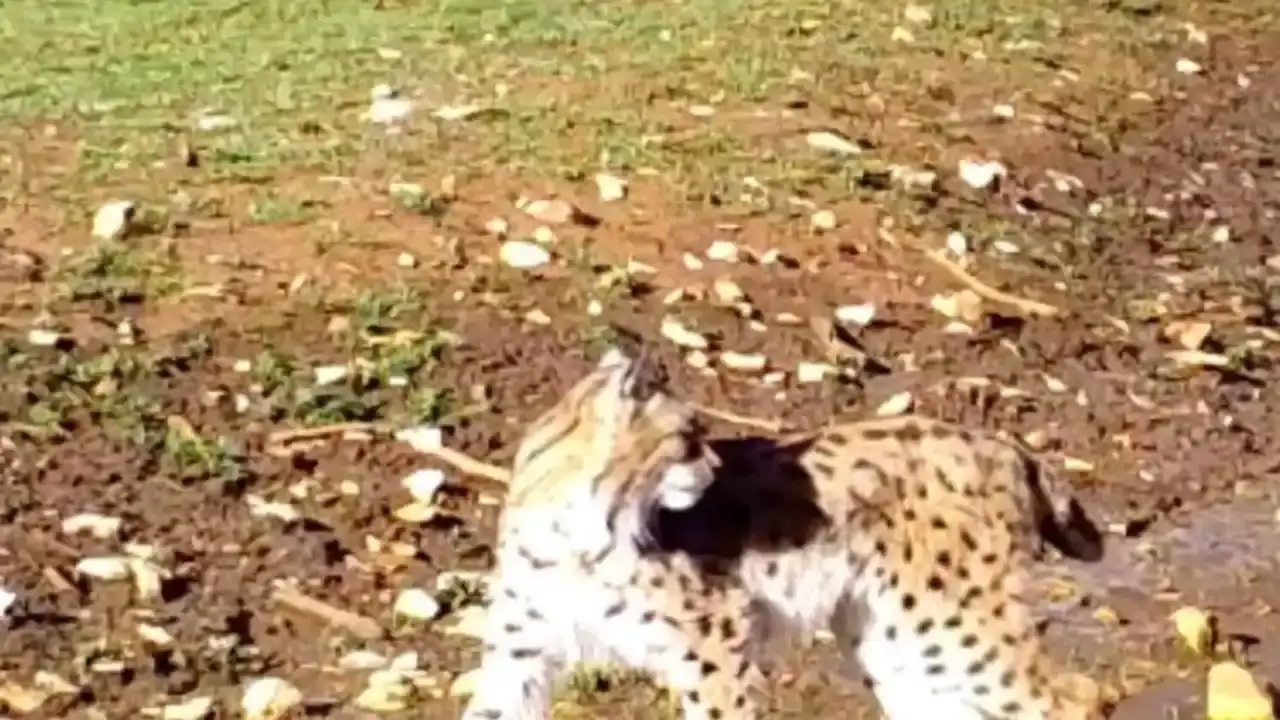 antalyanin-gizli-dunyasi-fotokapanda