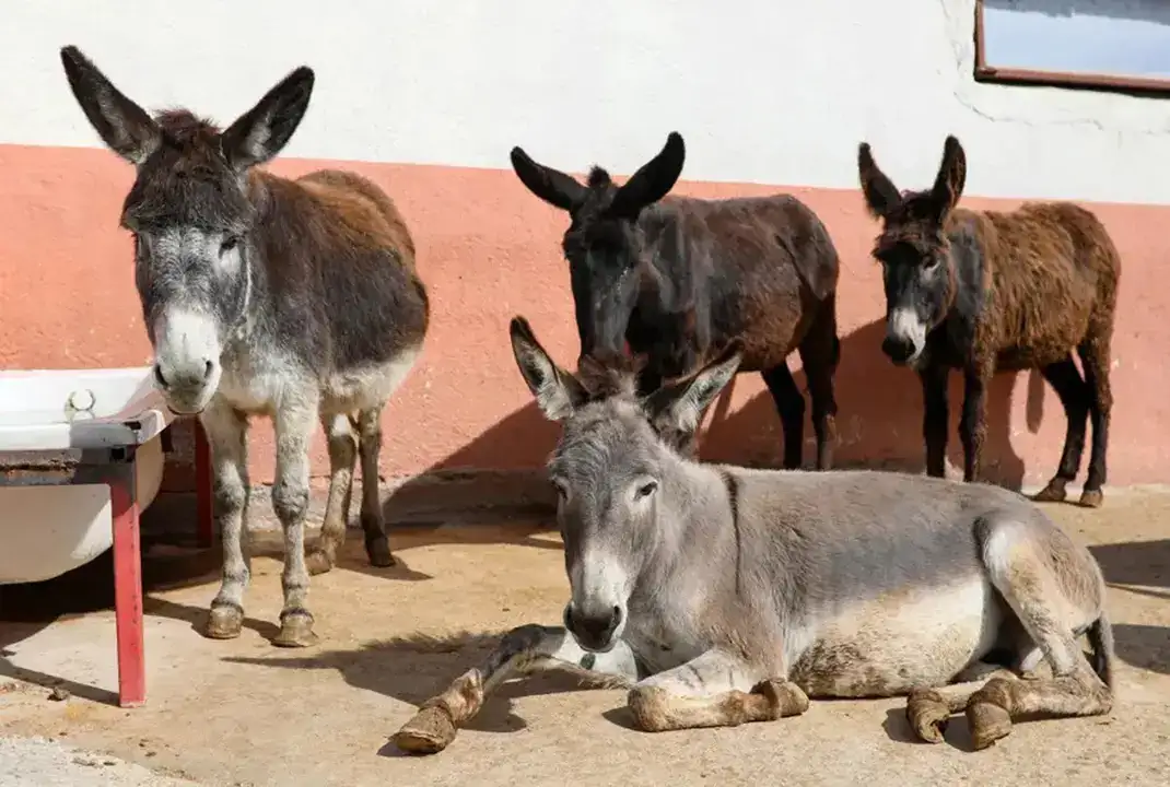 atlar-esekler-ve-katirlar-tarih-mi-oluyor-20-yilda-rekor-dusus