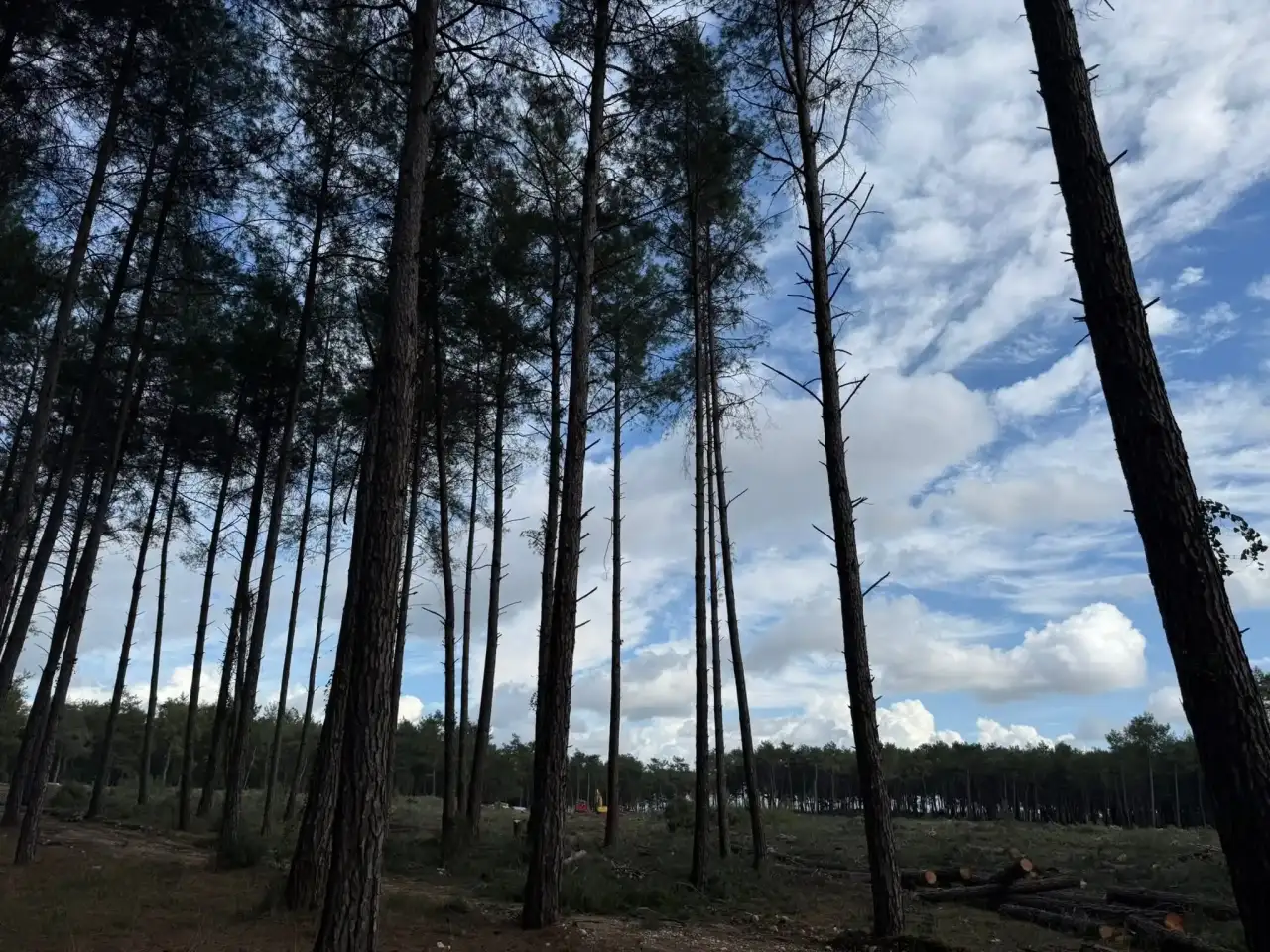 kursunluda-neler-oluyor-ormandaki-kesimi-muhtar-anlatti