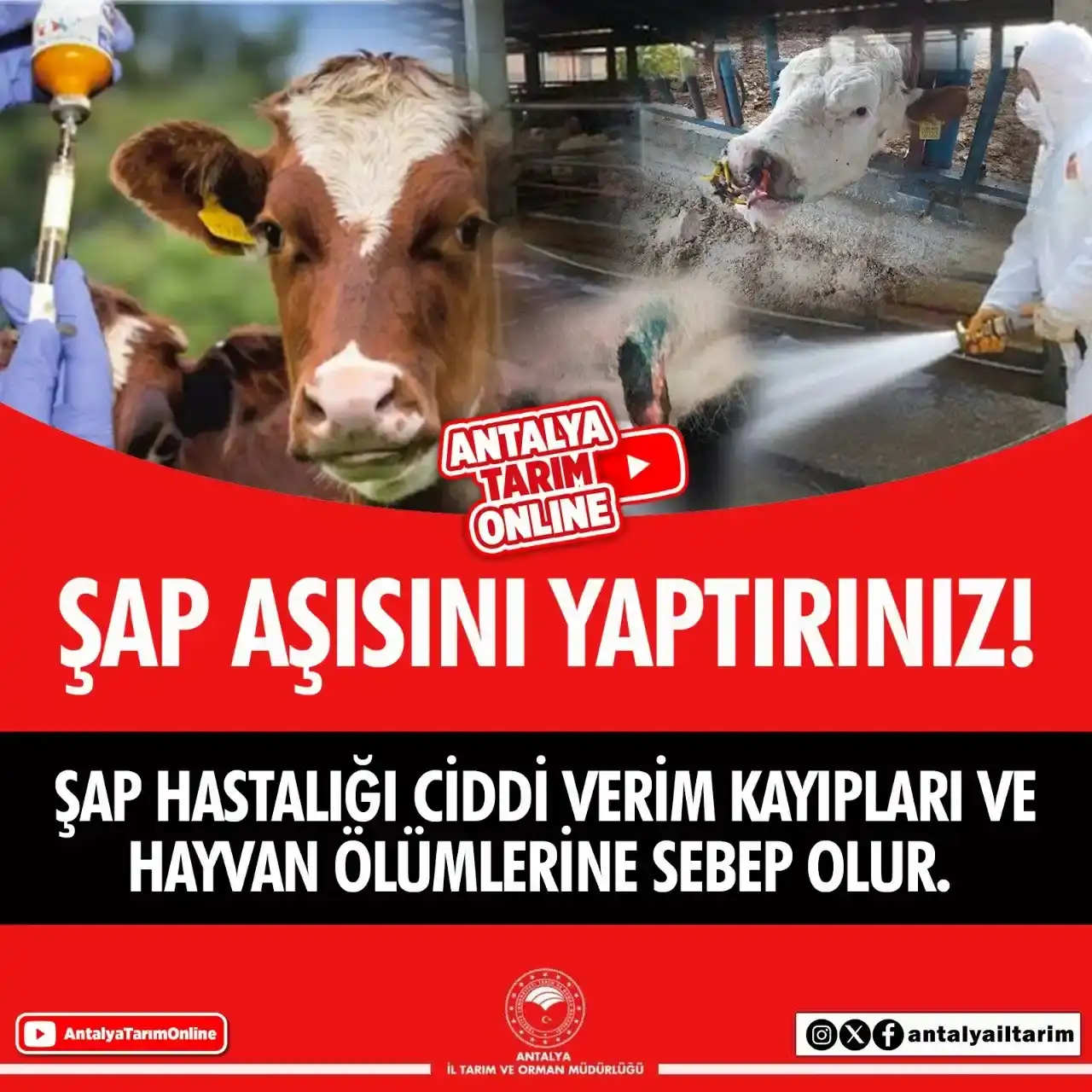 antalyadaki-ureticiye-kritik-sap-asisi-uyarisi