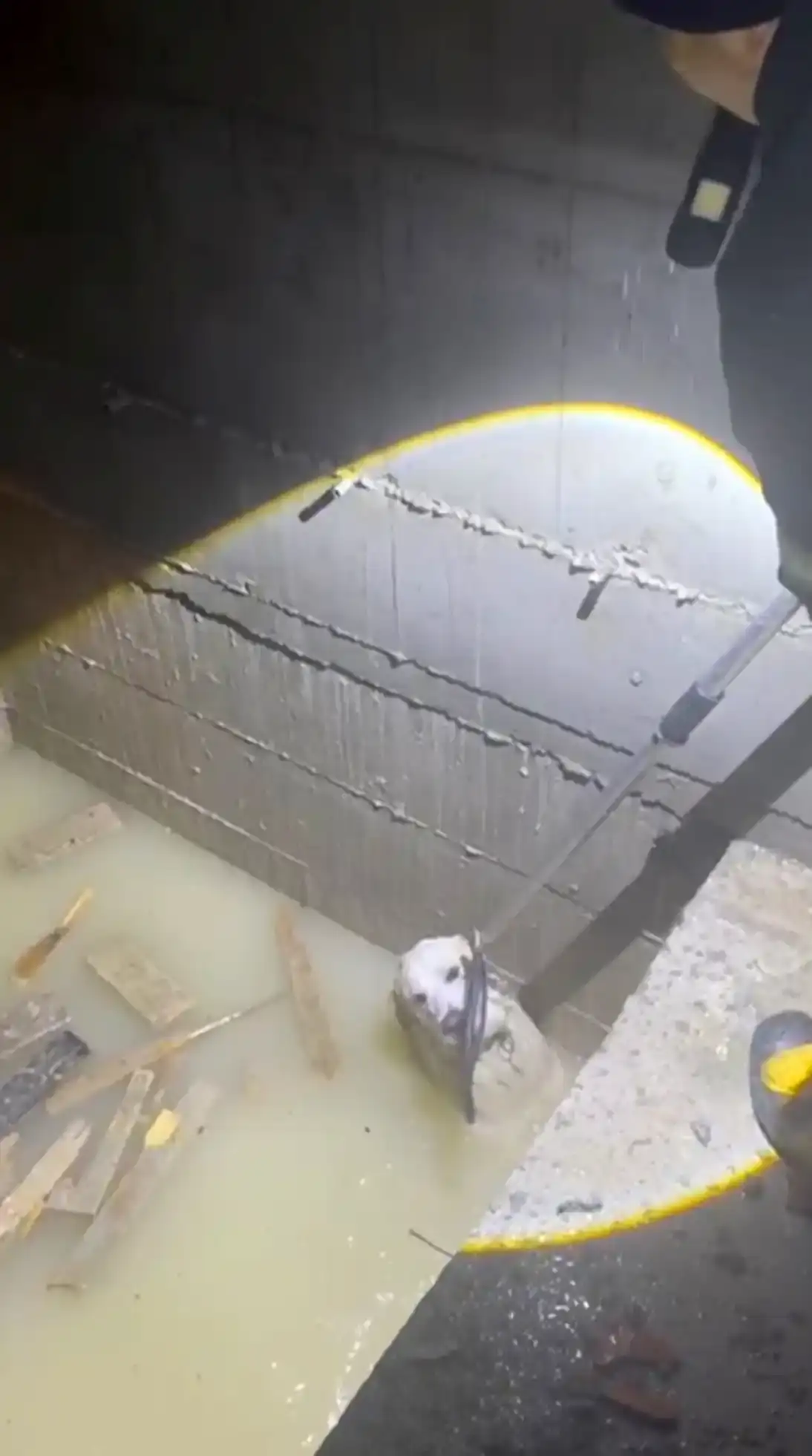 ispartada-asansor-bosluguna-dusen-kopek-kurtarildi