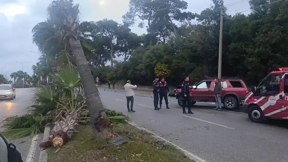 manavgatta-186-promil-alkollu-surucu-palmiye-agacini-ortadan-ikiye-boldu