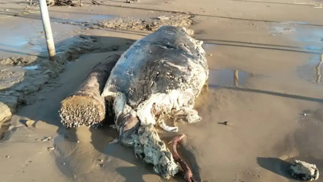 manavgatta-sahile-vuran-dev-yunus-saskinlik-yaratti-ekipler-harekete-gecti