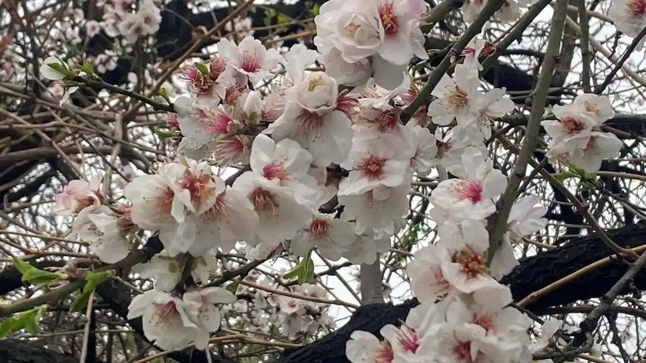 antalyada-badem-agaclari-cicek-acti-ureticide-don-korkusu