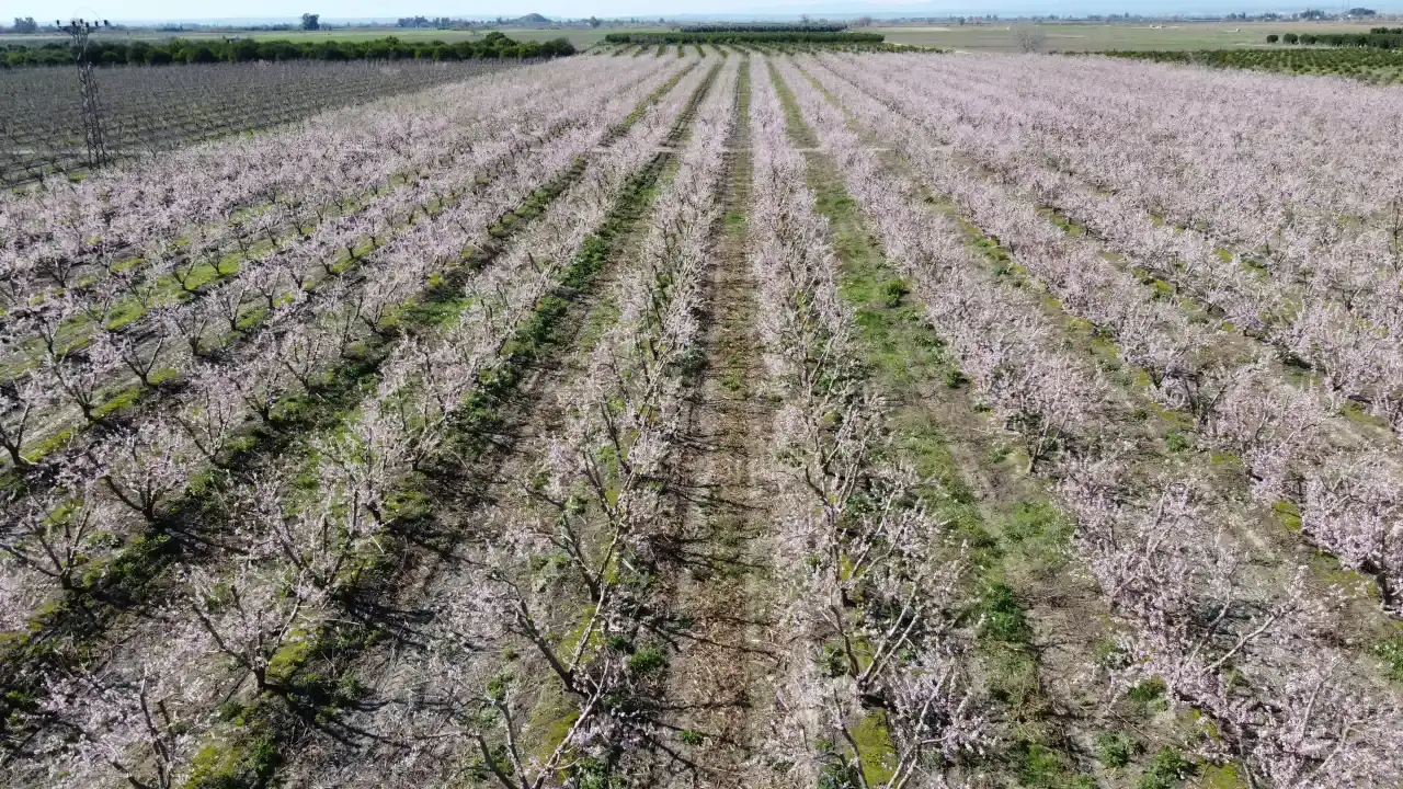 adanada-yalanci-bahara-kanan-seftali-agaclari-cicek-acti