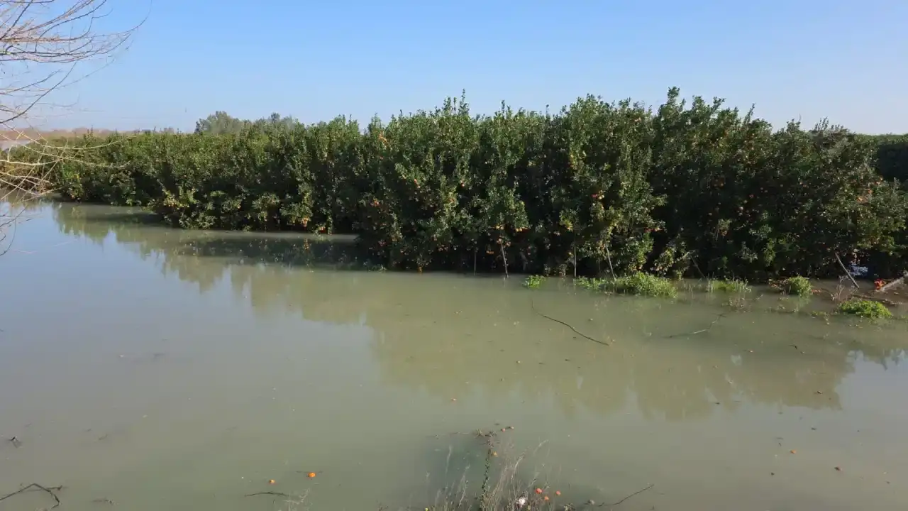 adananin-narenciye-bahceleri-sular-altinda-kaldi