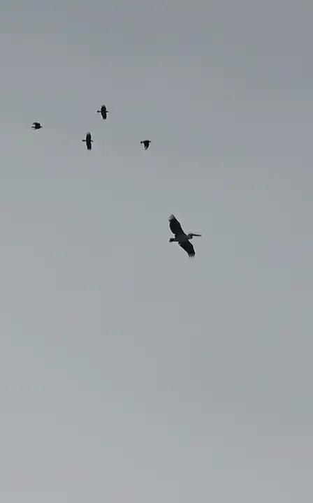 konyaalti-semalarinda-bahar-mujdesi-ilk-leylek-goruldu