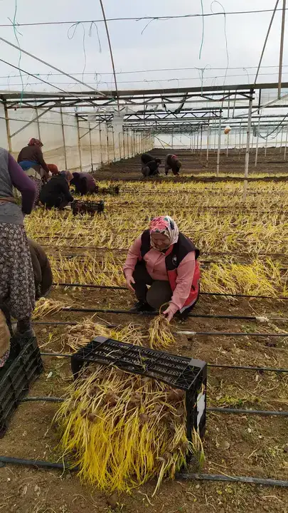 kirmizi-altin-antalyada-korkutelide-safran-uretim-alanlari-denetlendi