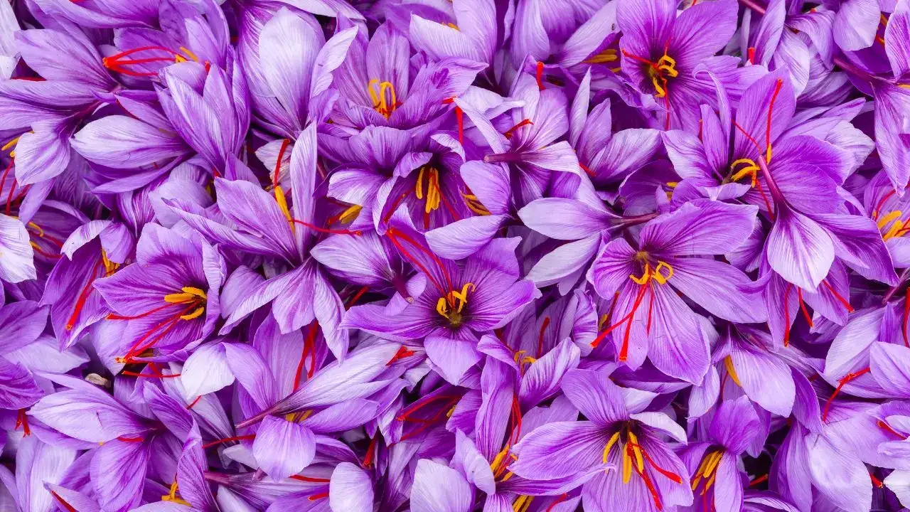 kirmizi-altin-antalyada-korkutelide-safran-uretim-alanlari-denetlendi