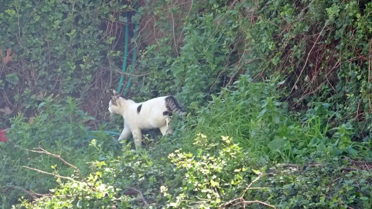 antalyada-30-metrelik-falezlerde-kedi-alarmi-operasyon-baslamadan-bitti