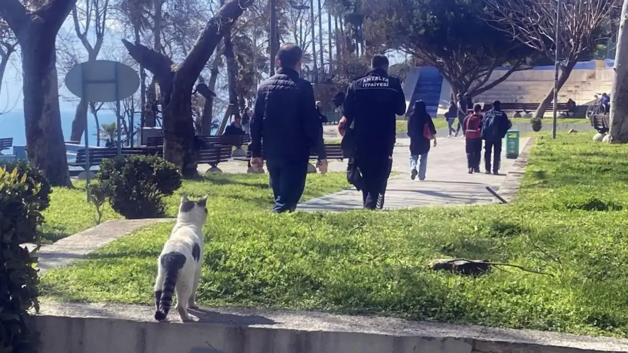 antalyada-30-metrelik-falezlerde-kedi-alarmi-operasyon-baslamadan-bitti